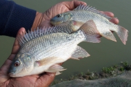 tilapia